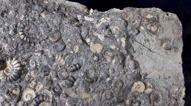 Promicroceras sp. SPATH 1925, Cymbites sp. (NEUMAYR 1878) & ?Gagaticeras sp. BUCKMANN1913 - Bild © FossNet FossilienStore